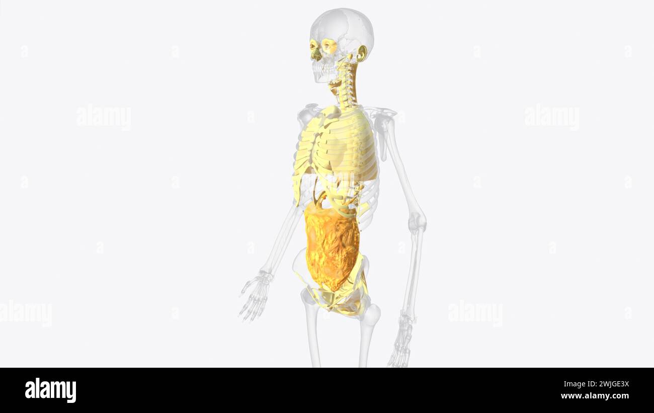 The axial connective tissue system is a fiber continuum of the lung that maintains alveolar surface area during changes in lung volume 3d illustration Stock Photo