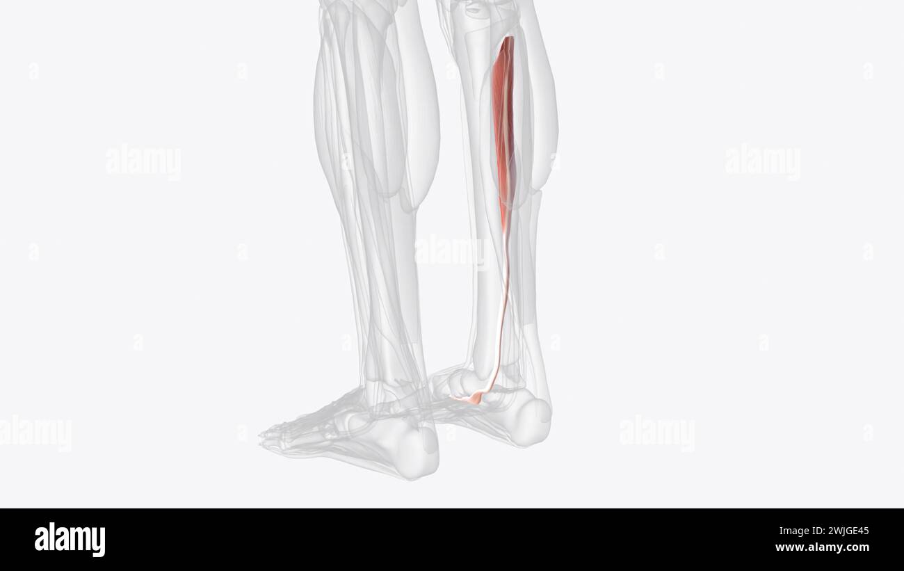 Tibialis posterior is the deepest and most central muscle in the posterior compartment of leg  3d illustration Stock Photo