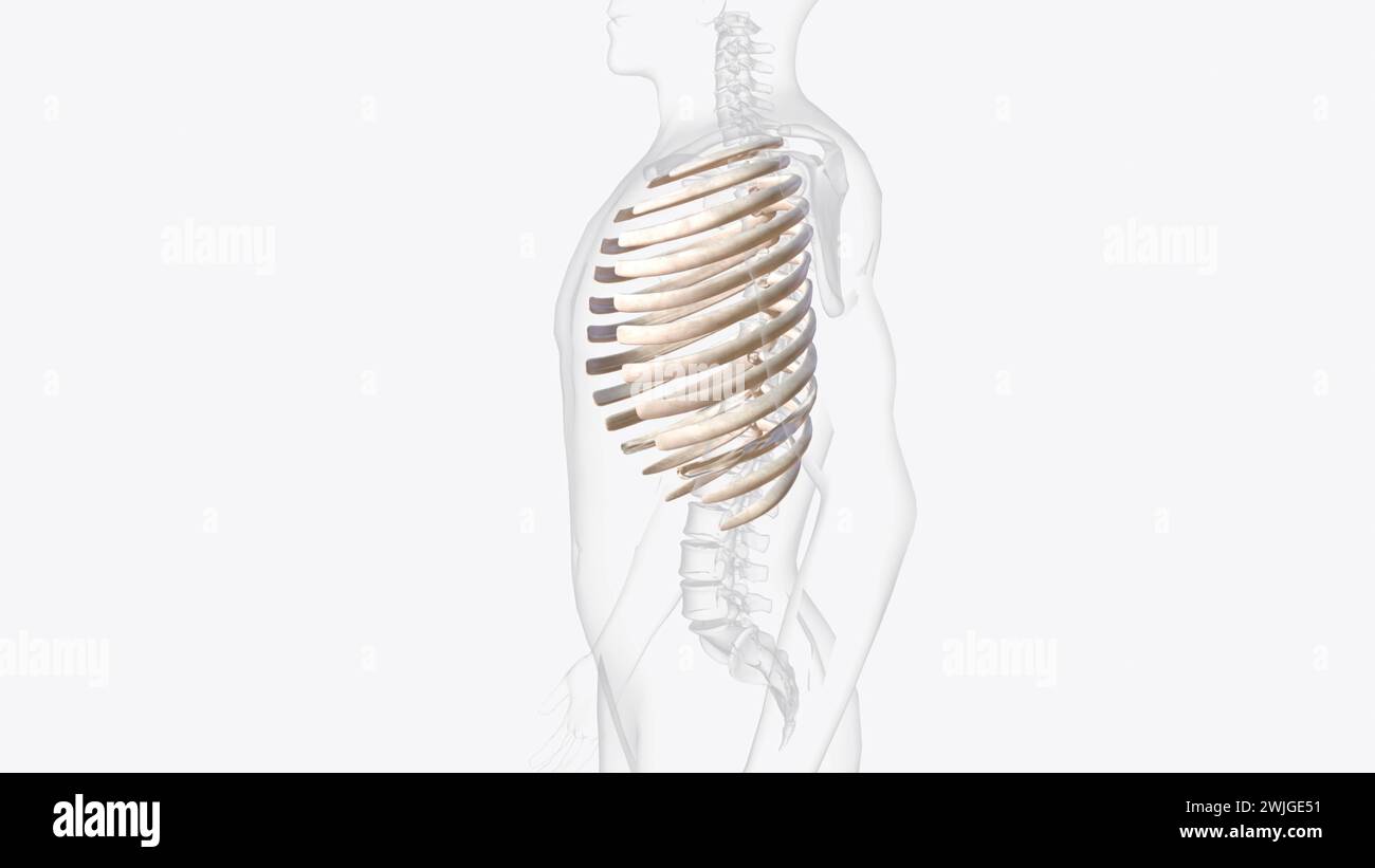 The vertebral column surrounds the spinal cord which travels within the ...