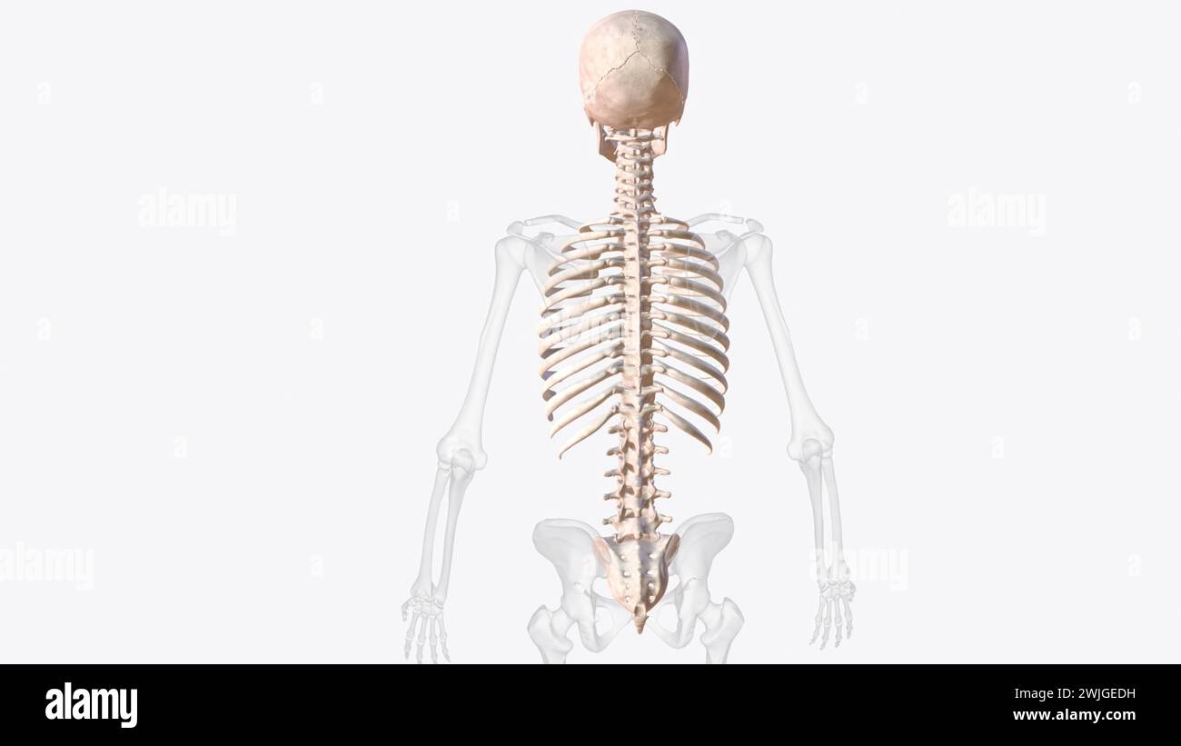 Central leg Cut Out Stock Images & Pictures - Alamy