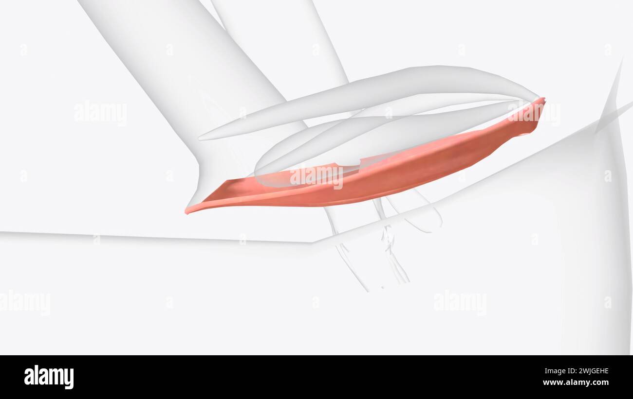Labia minora hi-res stock photography and images - Alamy