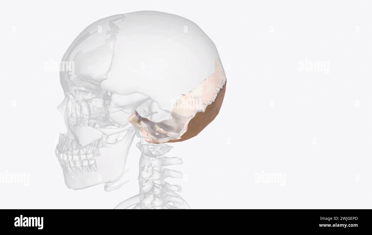 The occipital bone is the most posterior cranial bone and the main bone of the occiput  3d illustration Stock Photo