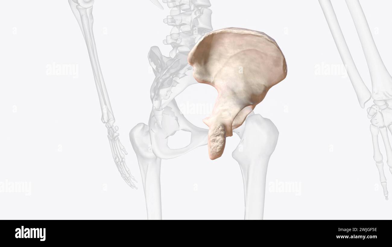 The hip bone is comprised of the three parts the ilium, pubis and ...