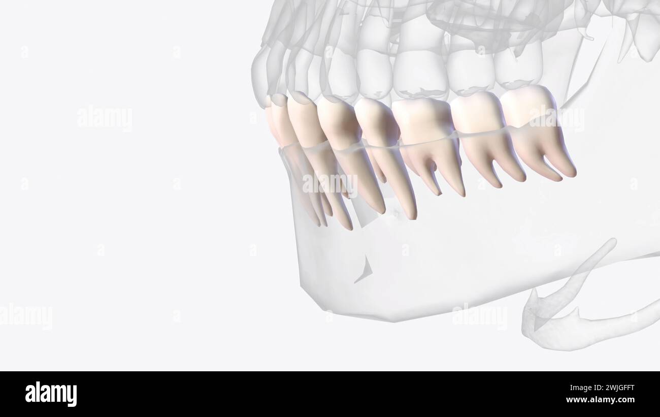 The six molars on the lower jaw constitute the mandibular molars 3d ...