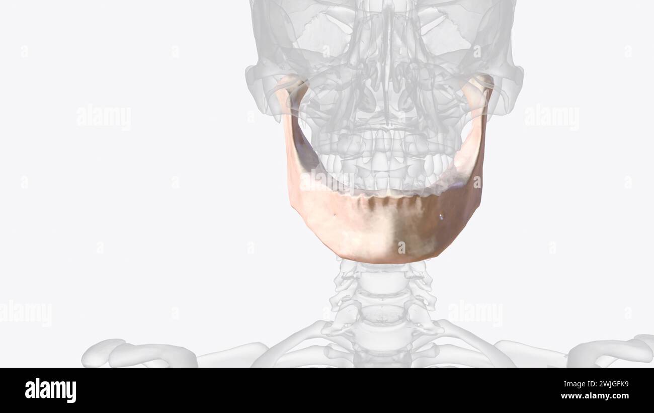 The mandible is the largest and strongest bone of the human skull 3d