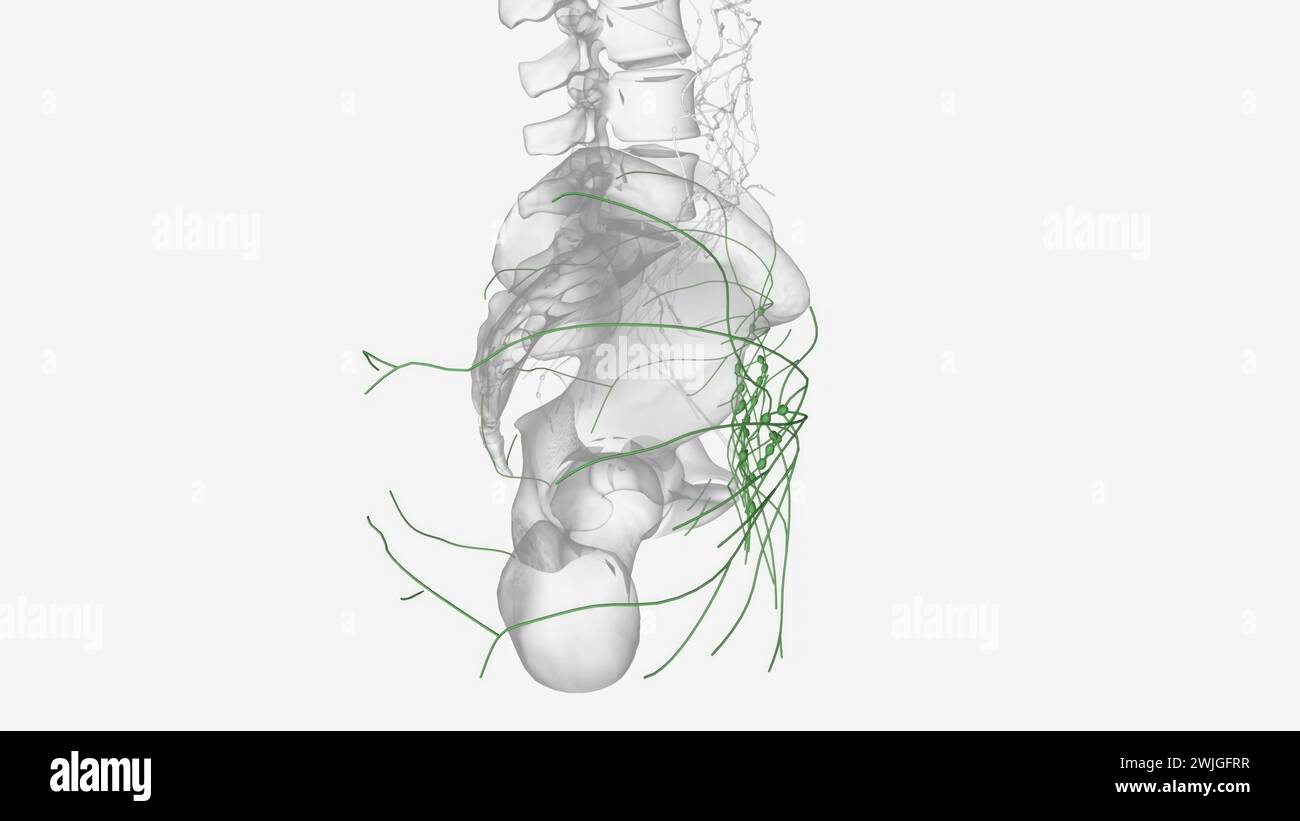 he lymphatic vessels of the lower limb can be divided into two major ...
