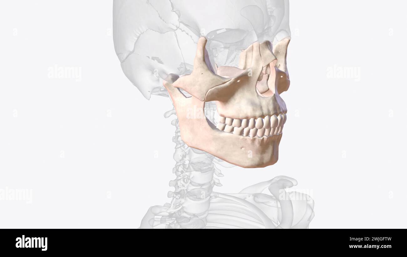 The viscerocranium is a collection of bones that make up the face skeleton 3d illustration Stock