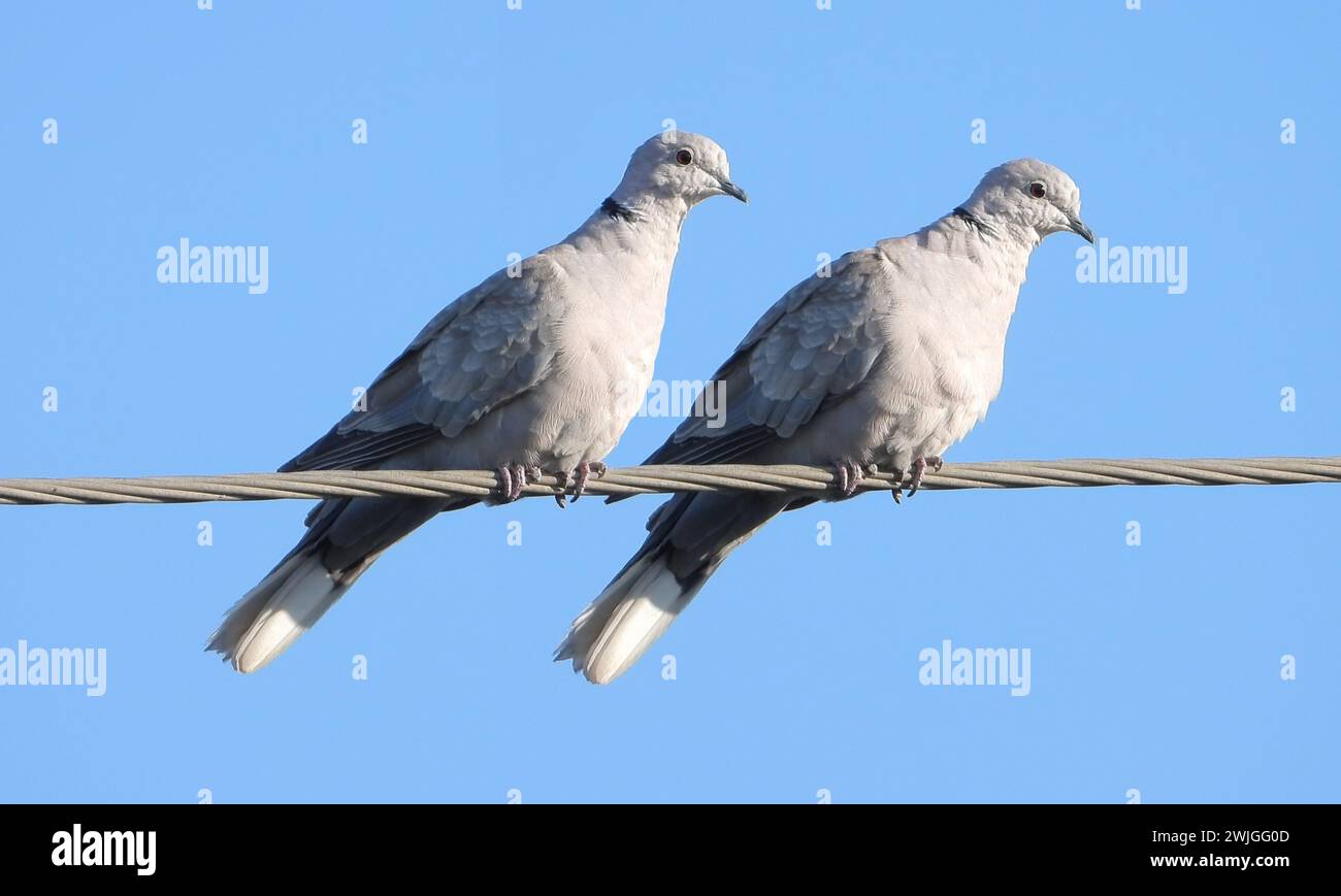 Two european turtle dove in the wild Stock Photo - Alamy