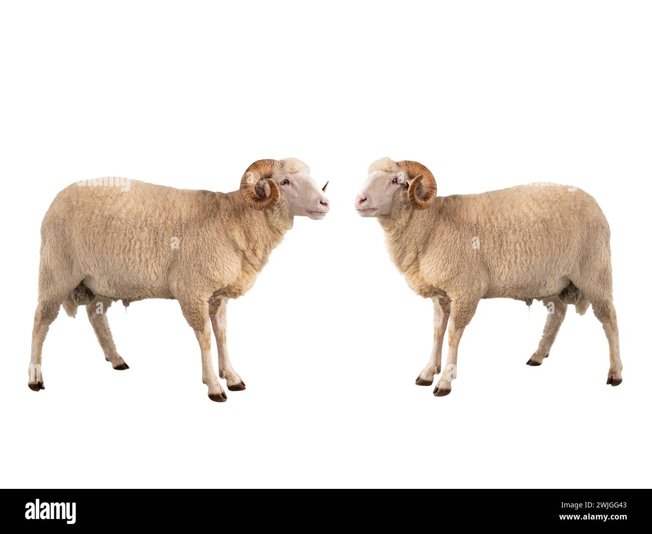 two white ram isolated on white background Stock Photo