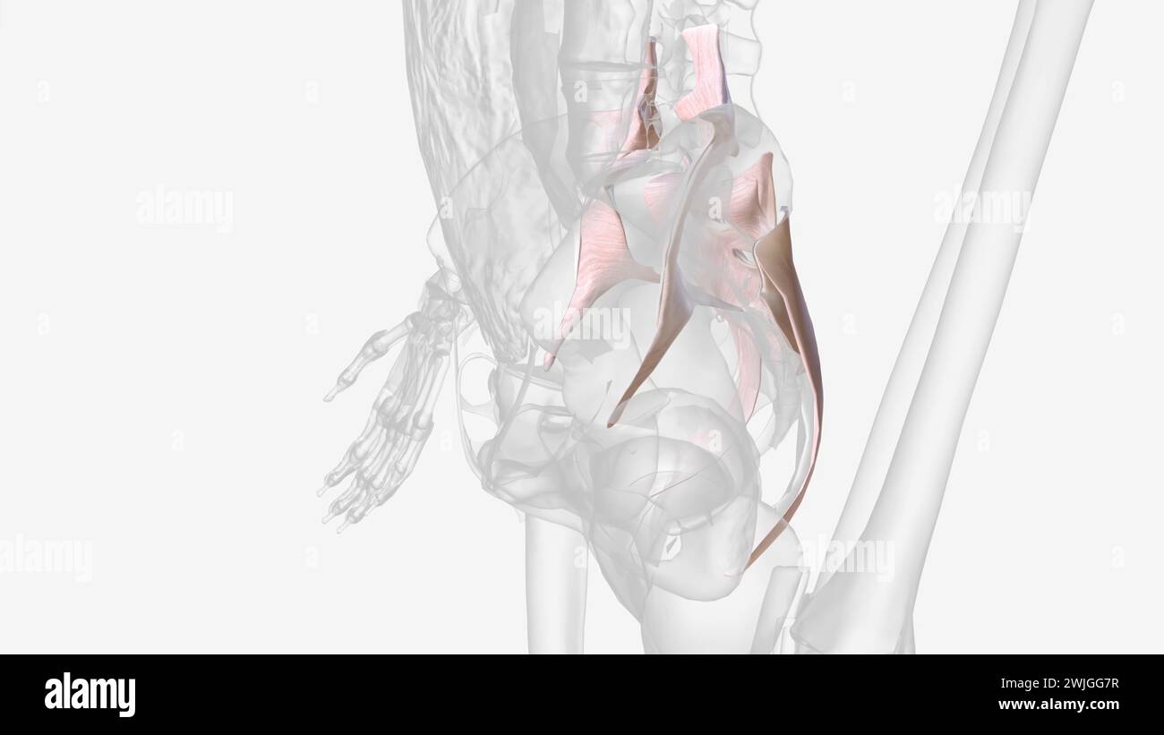 Bones inner structure hi-res stock photography and images - Alamy