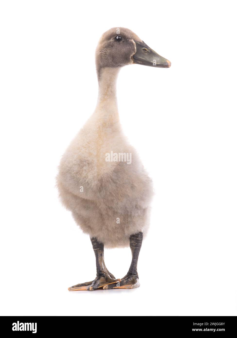 young ducks isolated on a white background Stock Photo - Alamy