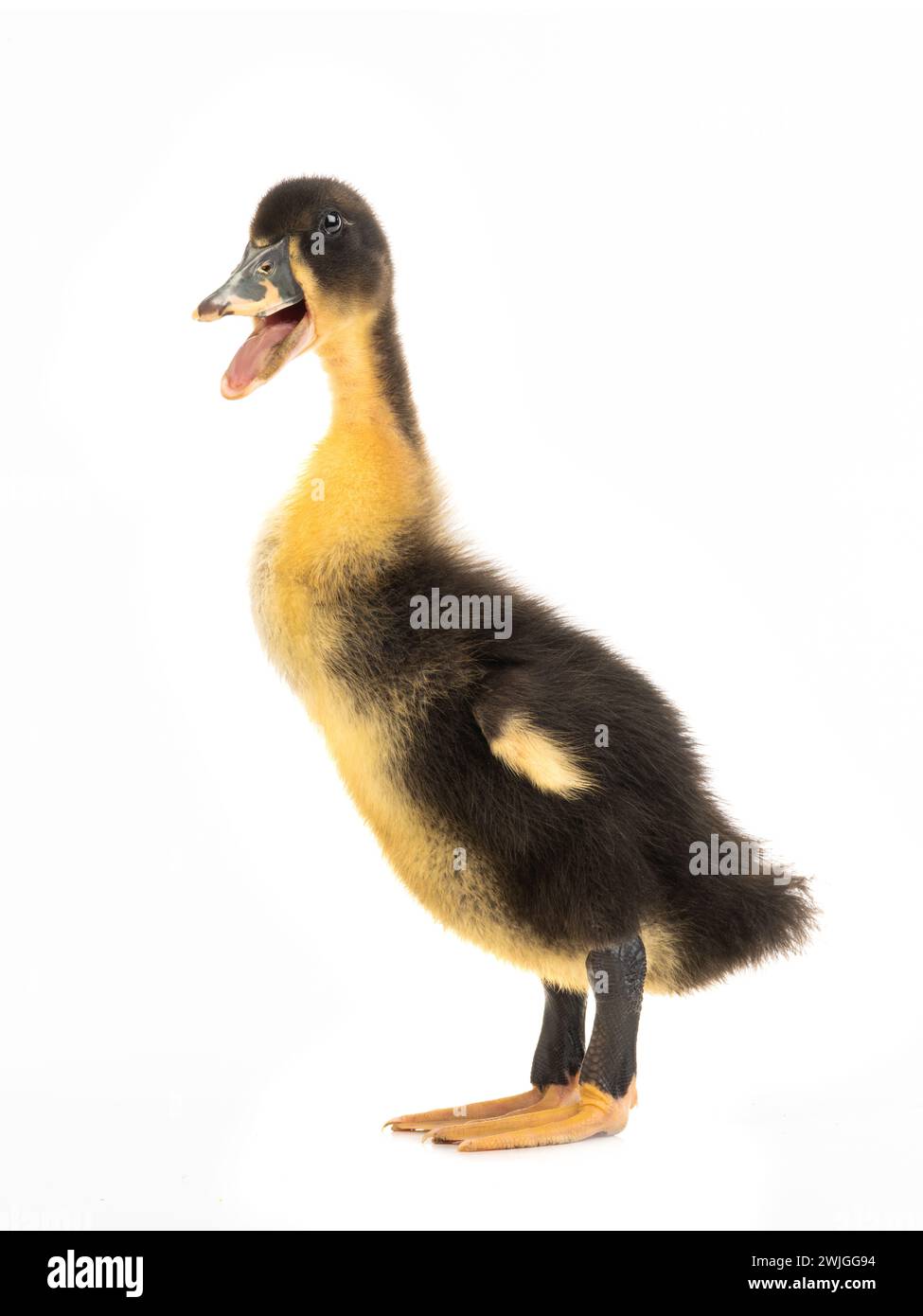 young ducks isolated on a white background Stock Photo - Alamy
