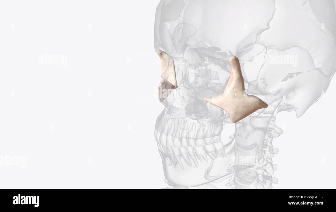 The zygomatic bone (or zygoma) is a paired, irregular bone that defines ...