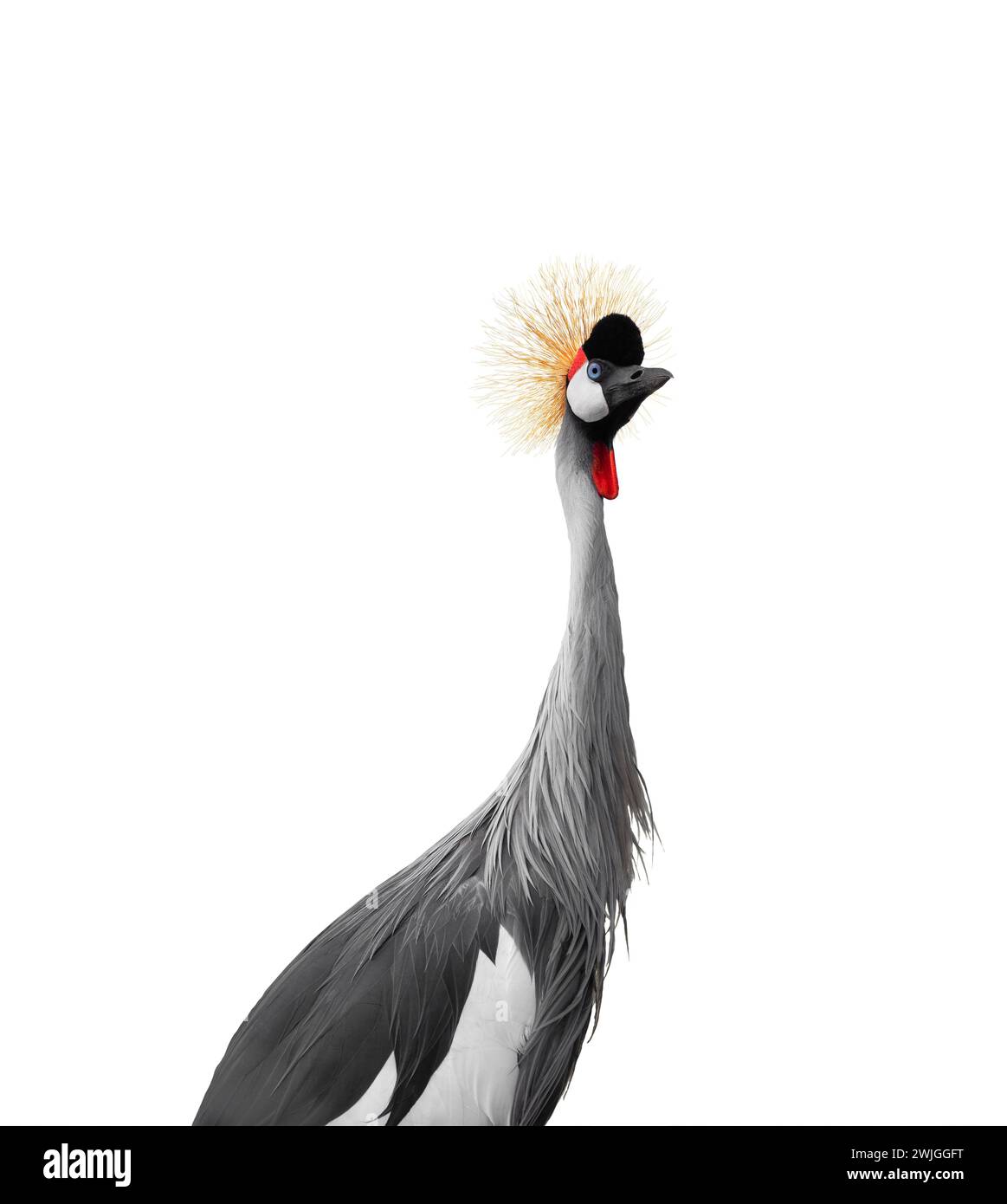 portrait Crowned Crane isolated on a white background Stock Photo - Alamy