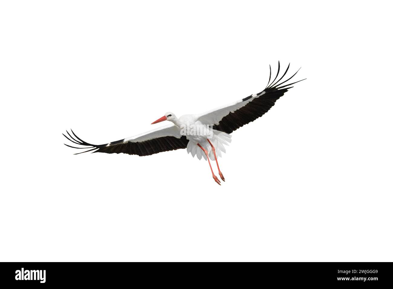 flying stork isolated on white background Stock Photo