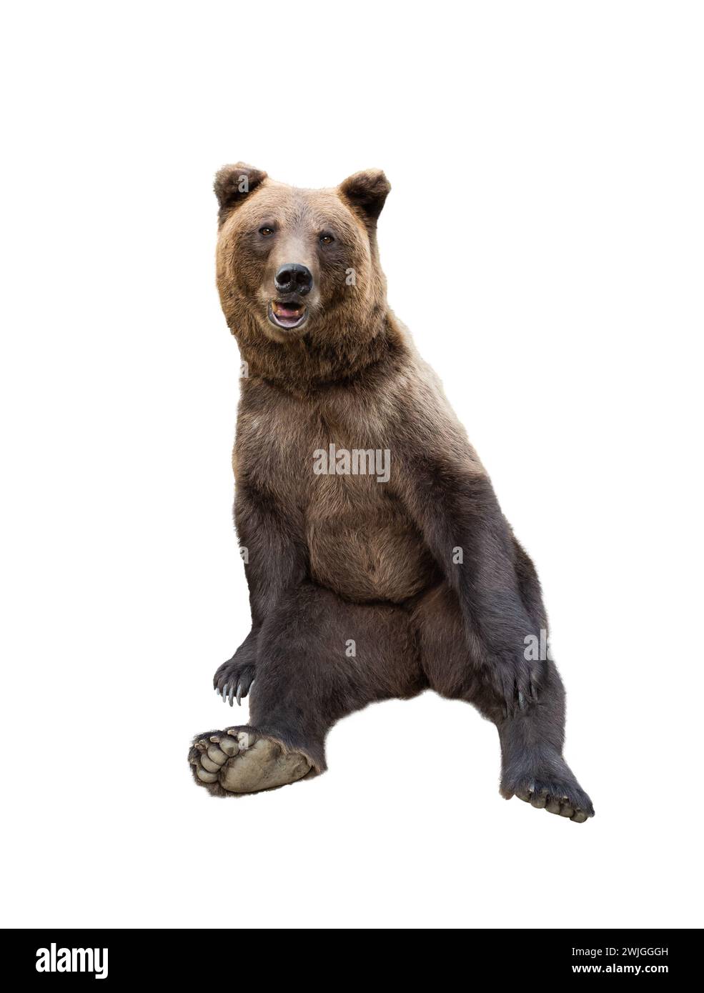 brown bear on a white background Stock Photo - Alamy