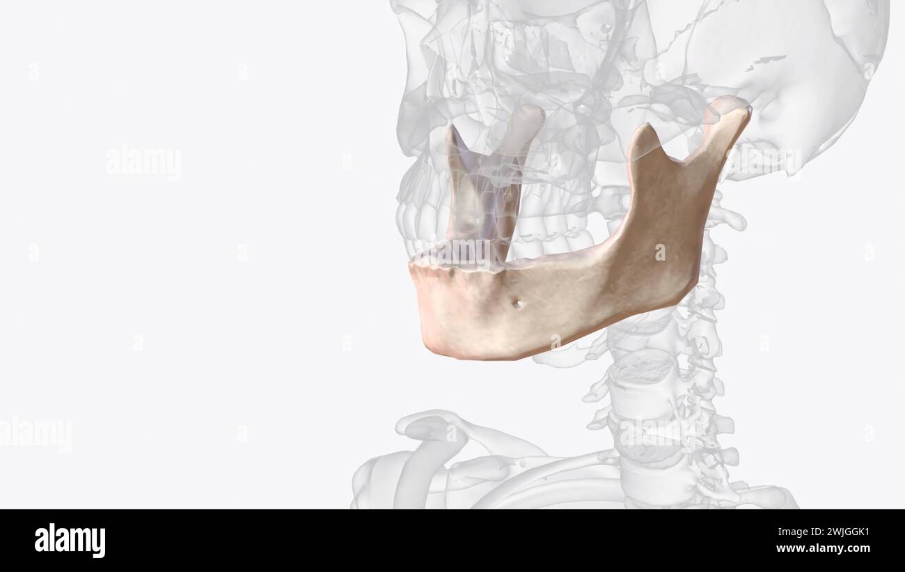 The mandible is the largest and strongest bone of the human skull 3d