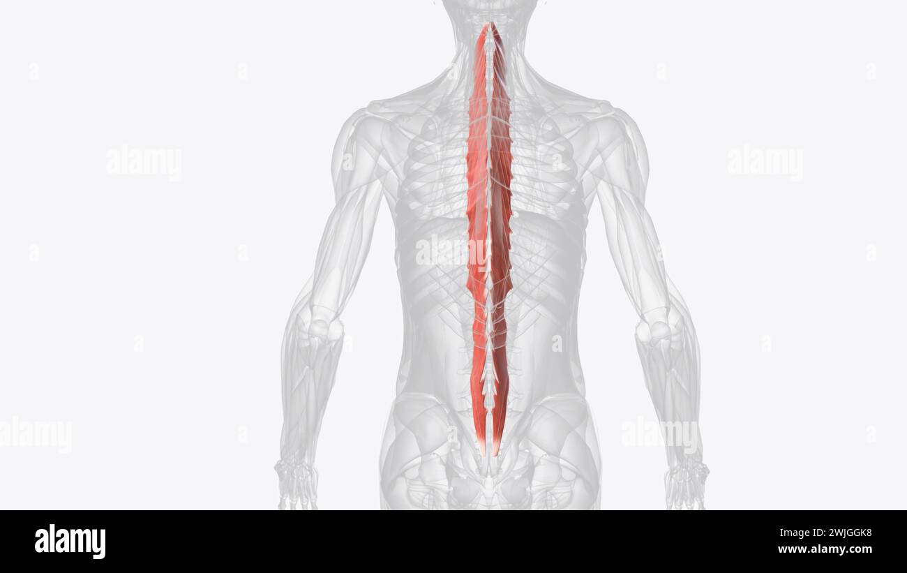 The multifidus muscle is an important stabilizer of the lumbar spine  3d illustration Stock Photo