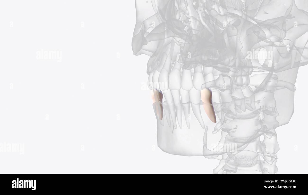 The Mandibular First Premolar Is The Tooth Located Laterally From Both 