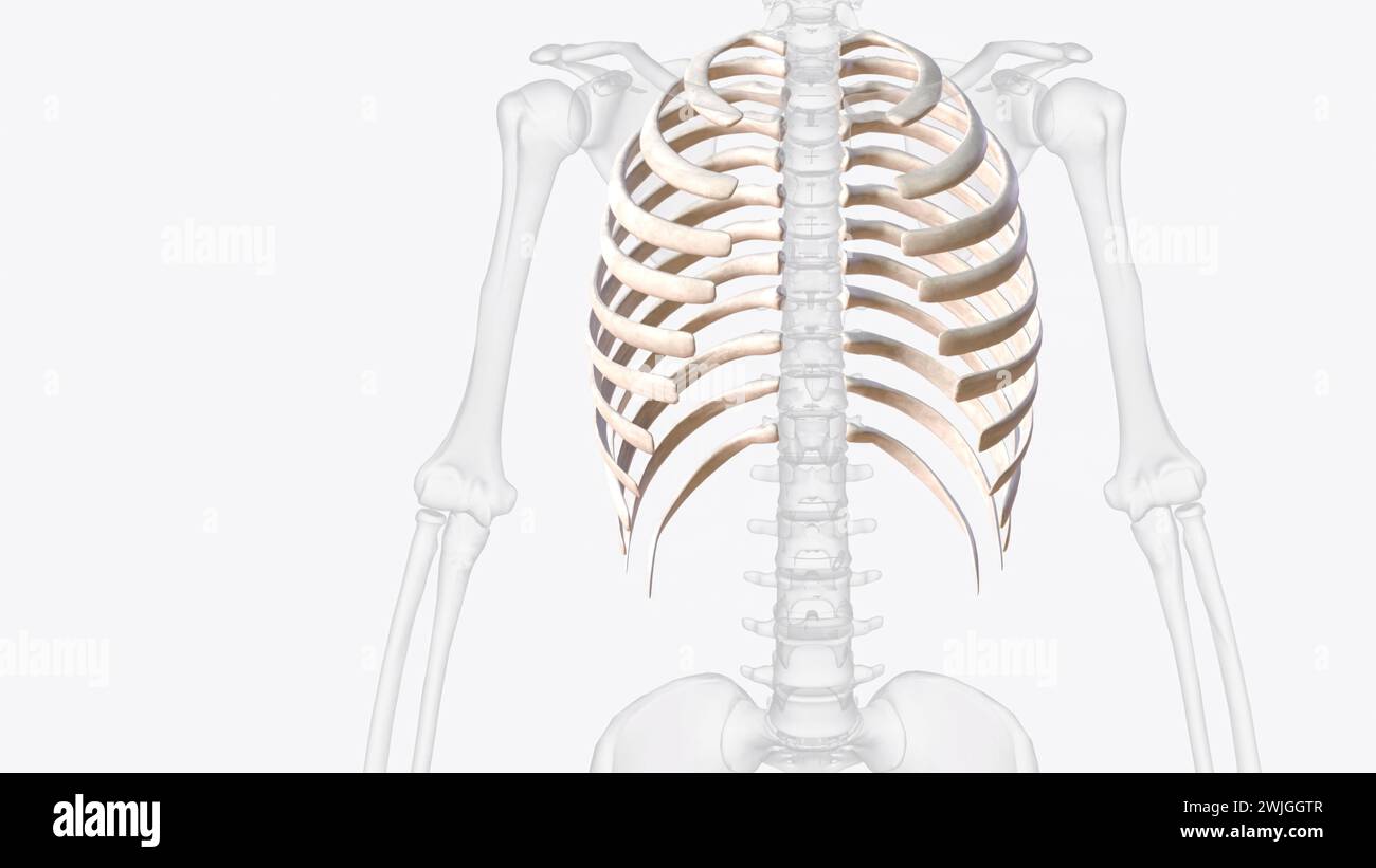 The rib cage consists of 24 ribs (2 sets of 12), which are attached to a long, flat bone in the centre of the chest called the sternum Stock Photo