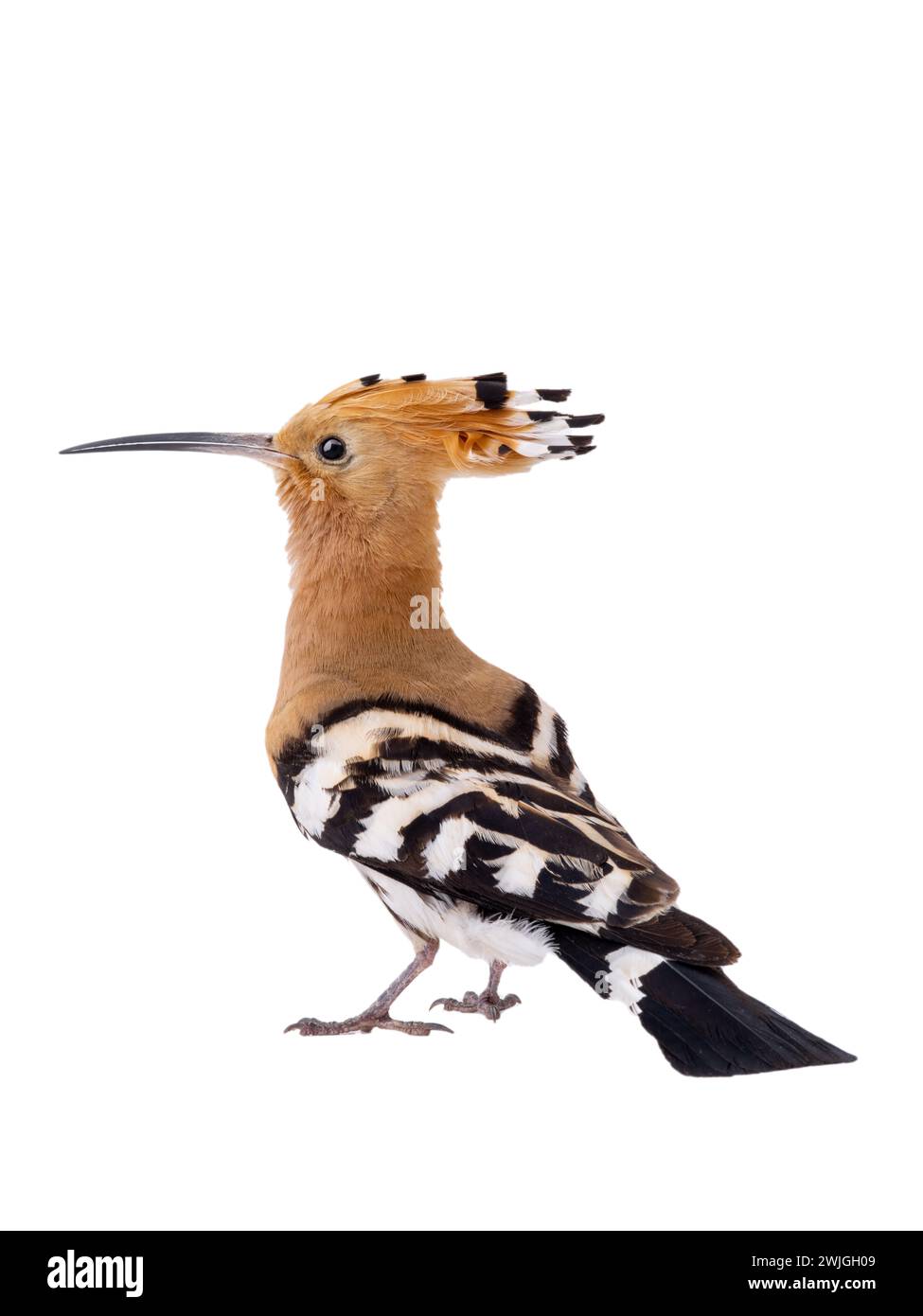 Eurasian Hoopoe (Upupa epops) isolated on a white background  in studio shot Stock Photo