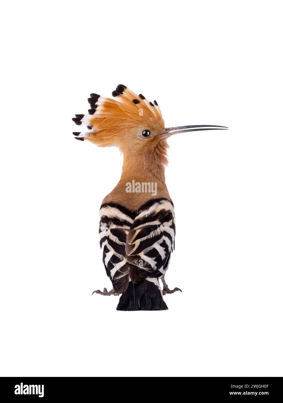 Eurasian Hoopoe (Upupa epops) isolated on a white background  in studio shot Stock Photo