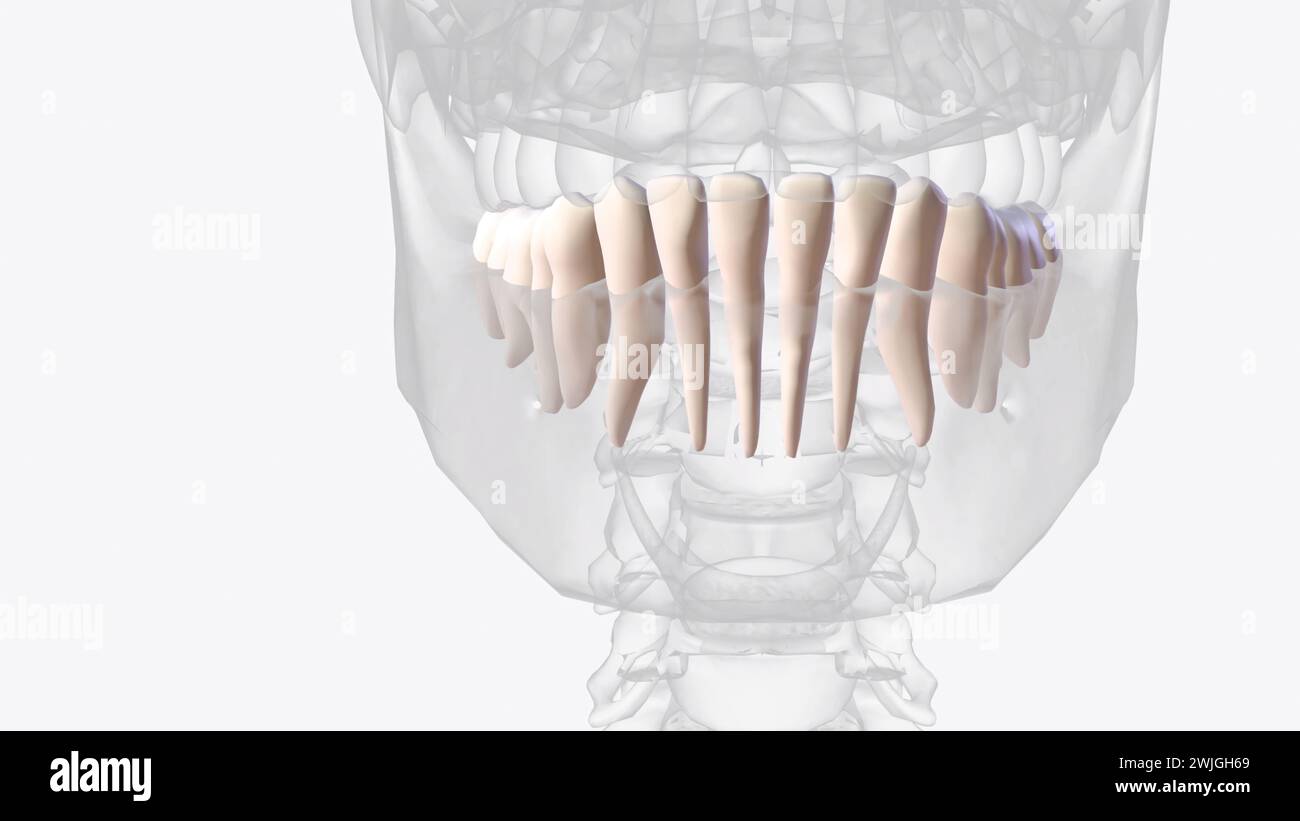 The six molars on the lower jaw constitute the mandibular molars 3d illustration Stock Photo