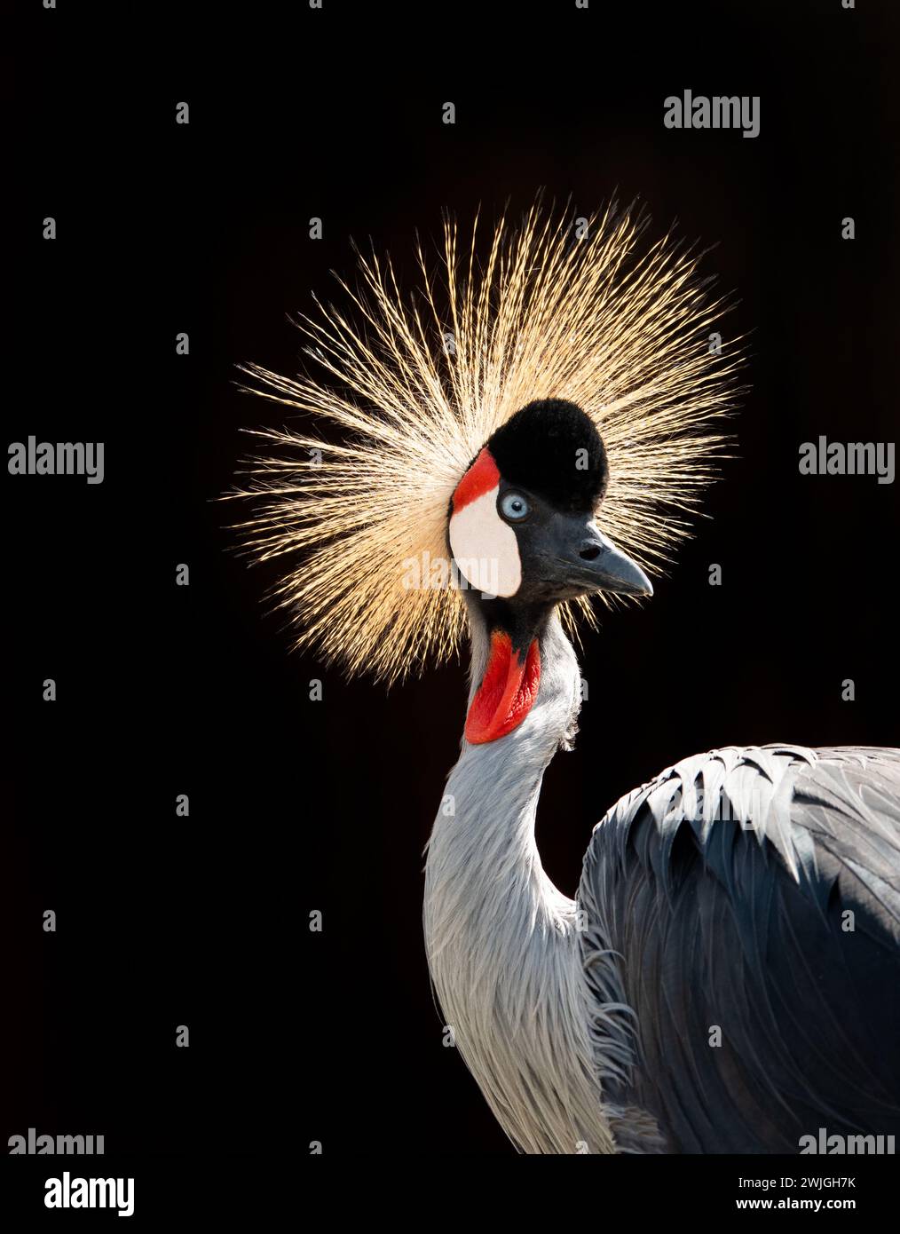 Portrait crowned crane on a black background Stock Photo - Alamy