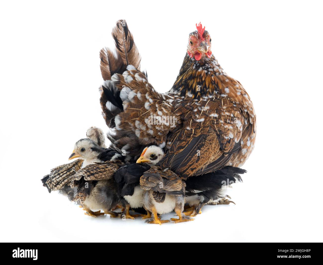 Hen and her chicks isolated on a white background Stock Photo
