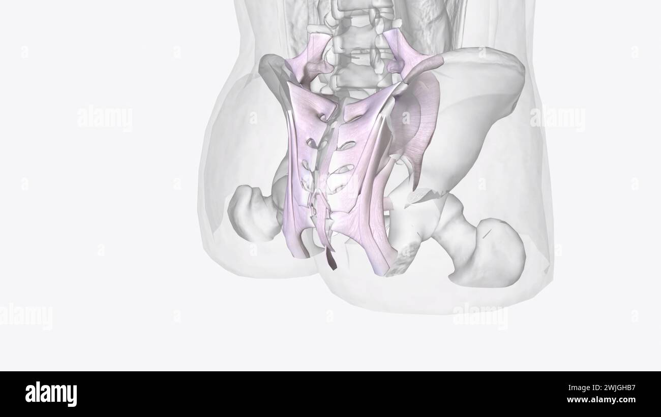 Pelvic connective tissues are made up of cells linked by the
