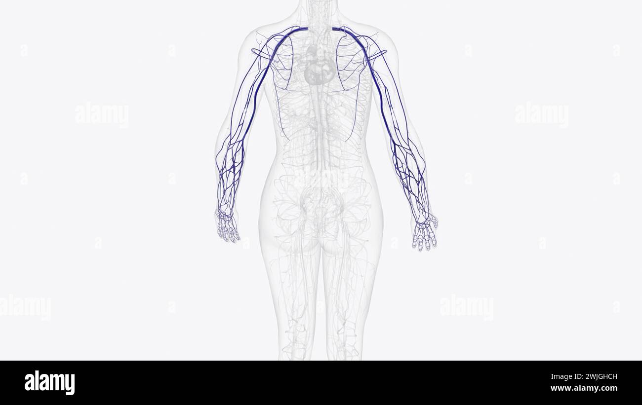 Veins of upper limb hi-res stock photography and images - Alamy