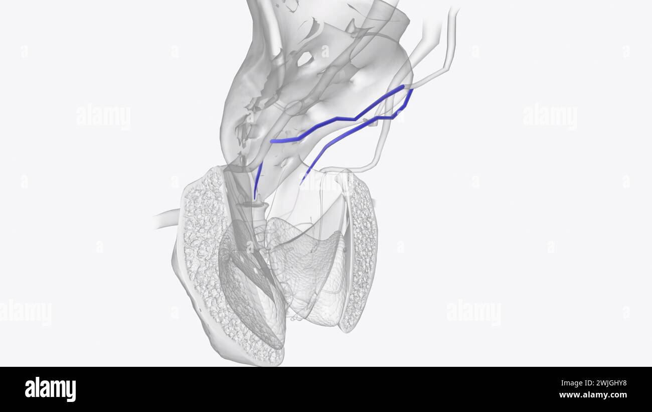 Superior rectal vein visual data 3