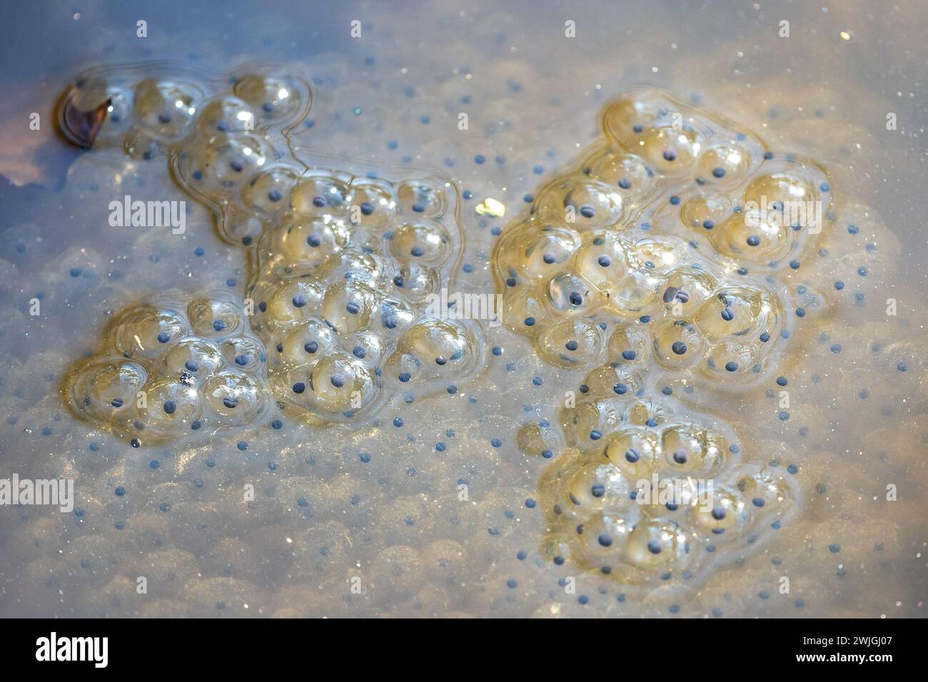 Cluster of frog eggs in a pond in early spring Stock Photo