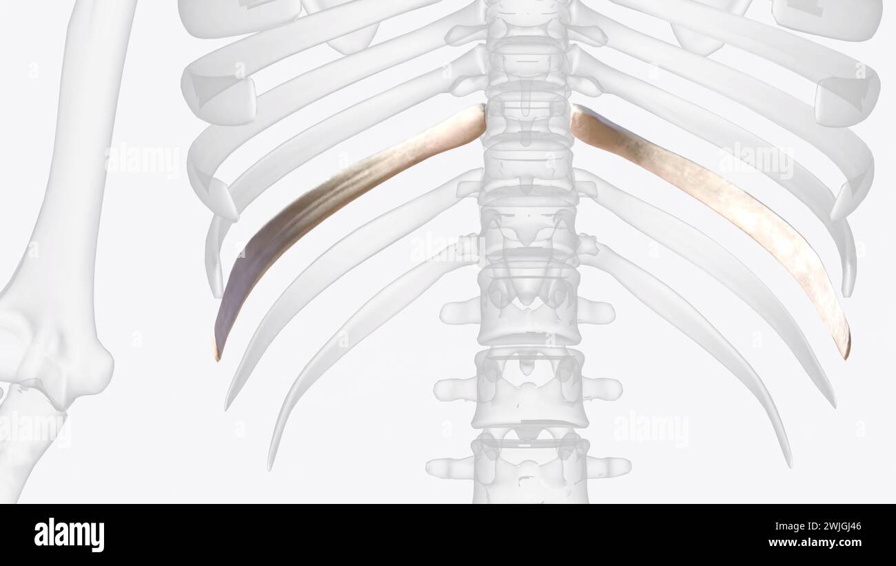 The ribs partially enclose and protect the chest cavity  3d illustration Stock Photo