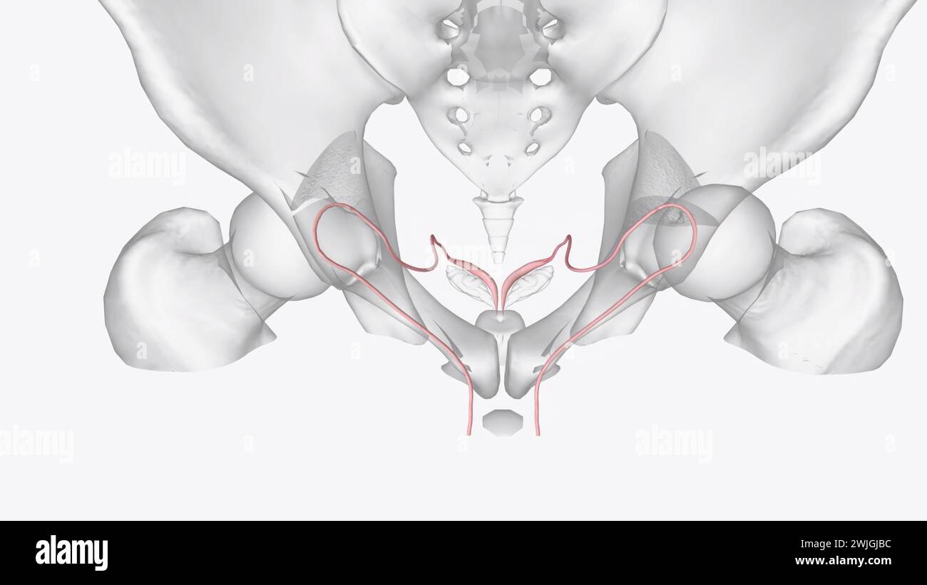 The vas deferens is part of the male reproductive system, along with the scrotum  3d illustration Stock Photo