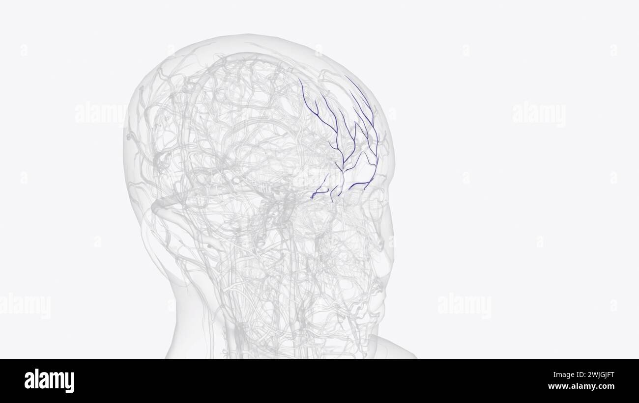 Superior ophthalmic vein hi-res stock photography and images - Alamy