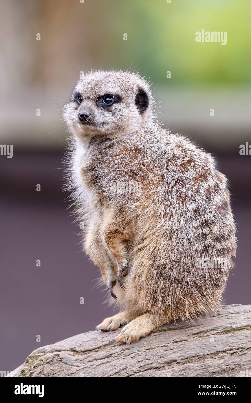 A closeup of a meerkat alert guard watch on a tree branch at Twycross Zoo Stock Photo