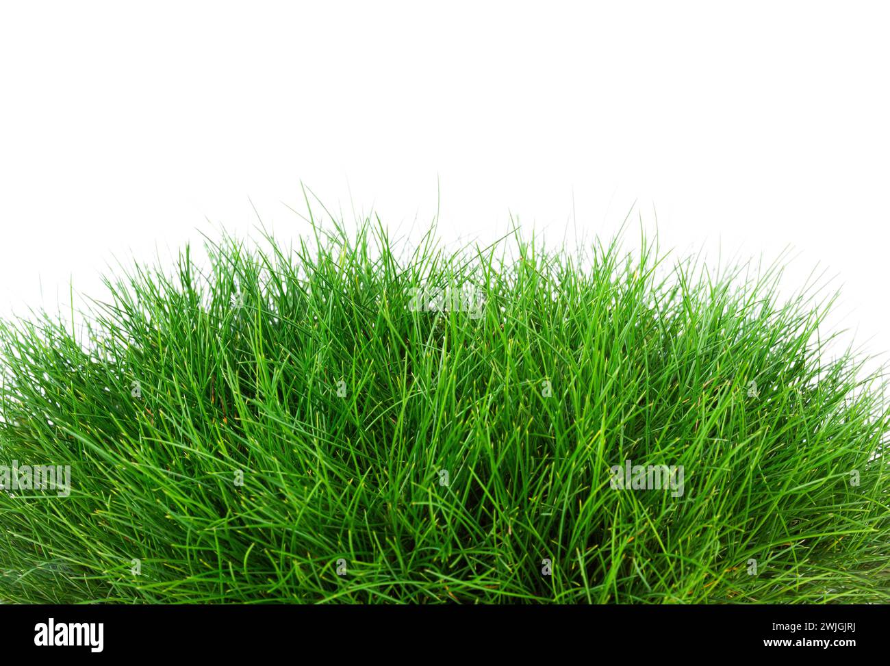 grass isolated on a white background Stock Photo - Alamy