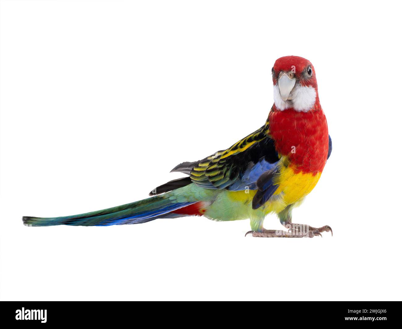 parrot Rosella parrot isolated on white background Stock Photo