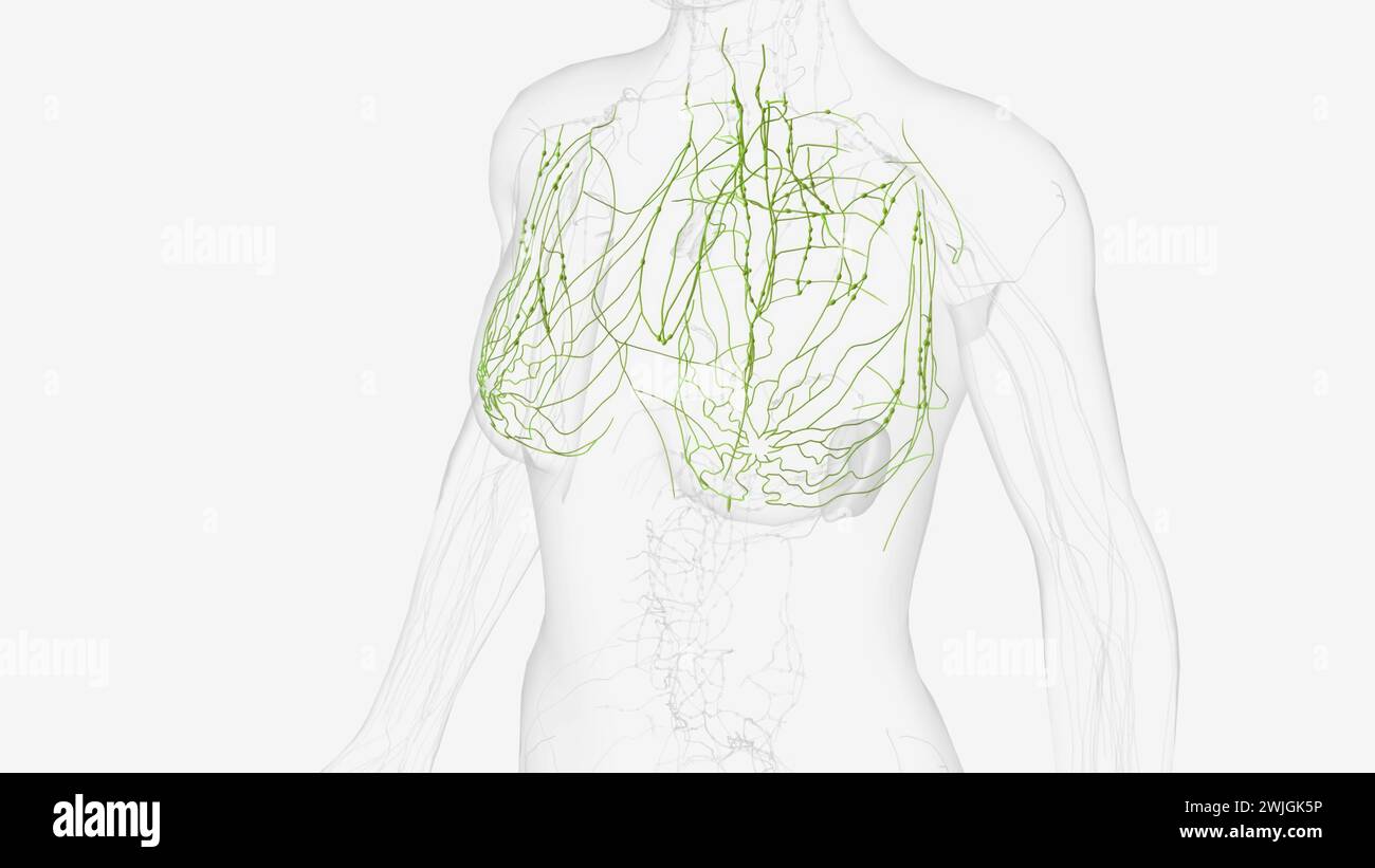 The thoracic duct and right lymphatic duct are two major lymph channels found close to the posterior thoracic wall  3d illustration Stock Photo
