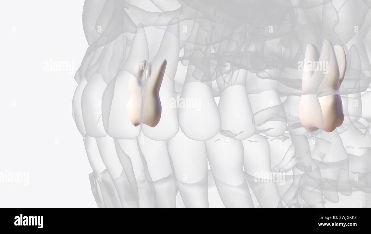 The maxillary second molars resemble the maxillary first molars anatomically 3d illustration Stock Photo