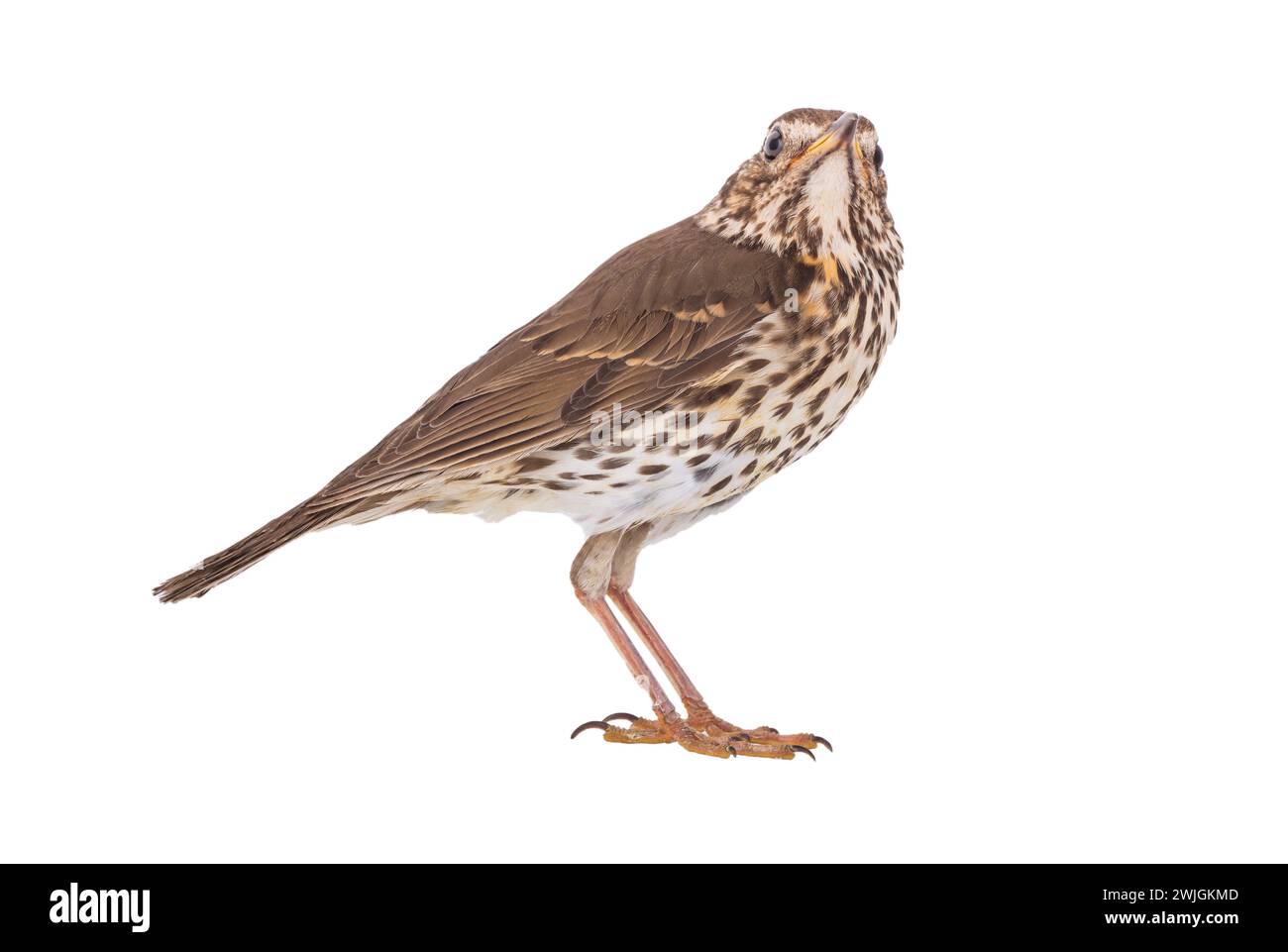 Speckled thrush Cut Out Stock Images & Pictures - Alamy