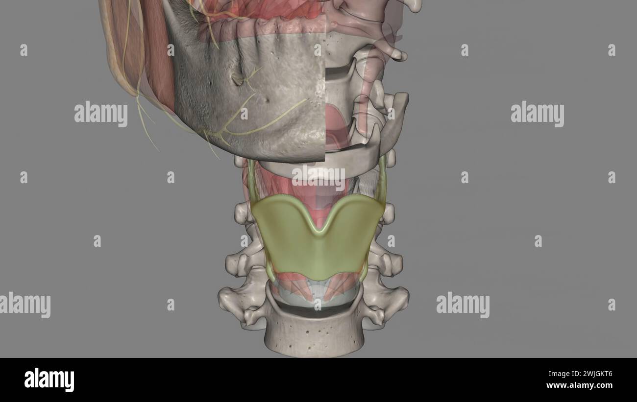 The thyrohyoid membrane (or hyothyroid membrane) is a broad, fibro ...