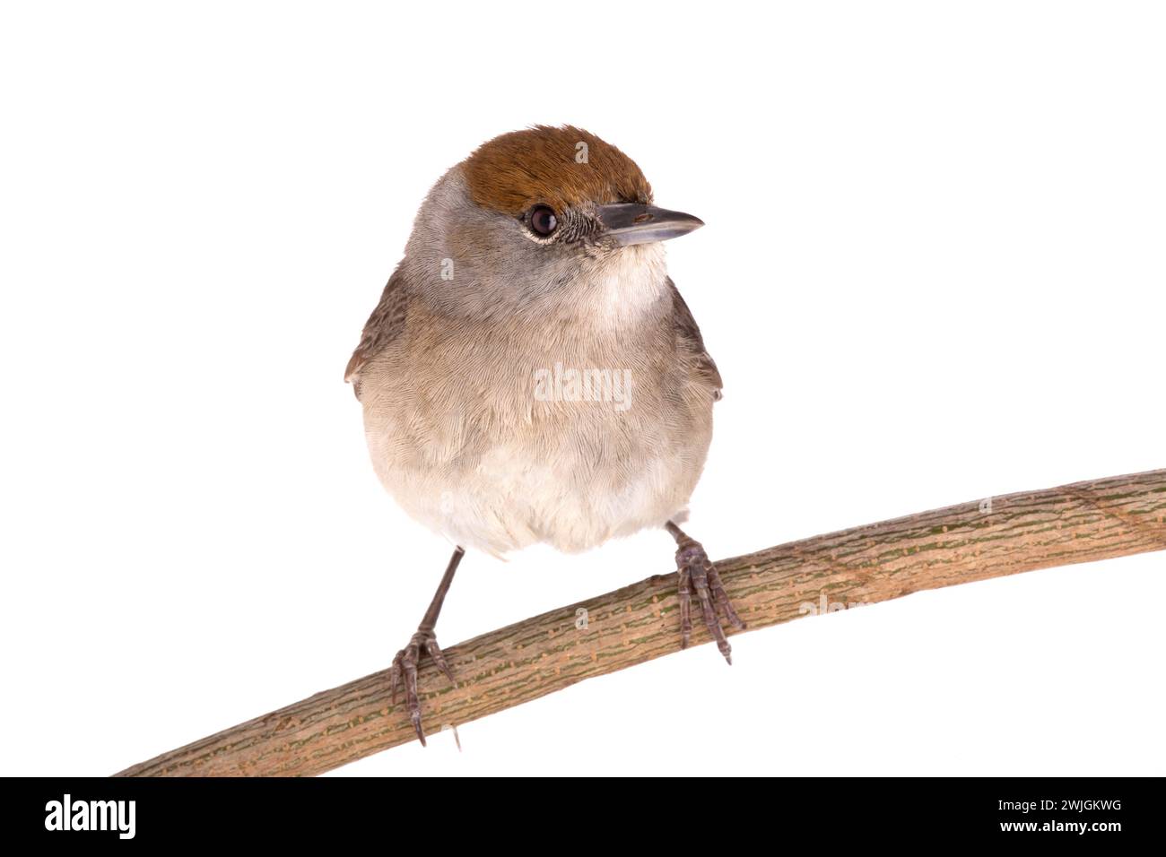 female (Sylvia atricapilla) Eurasian Blackcap isolated on a white ...