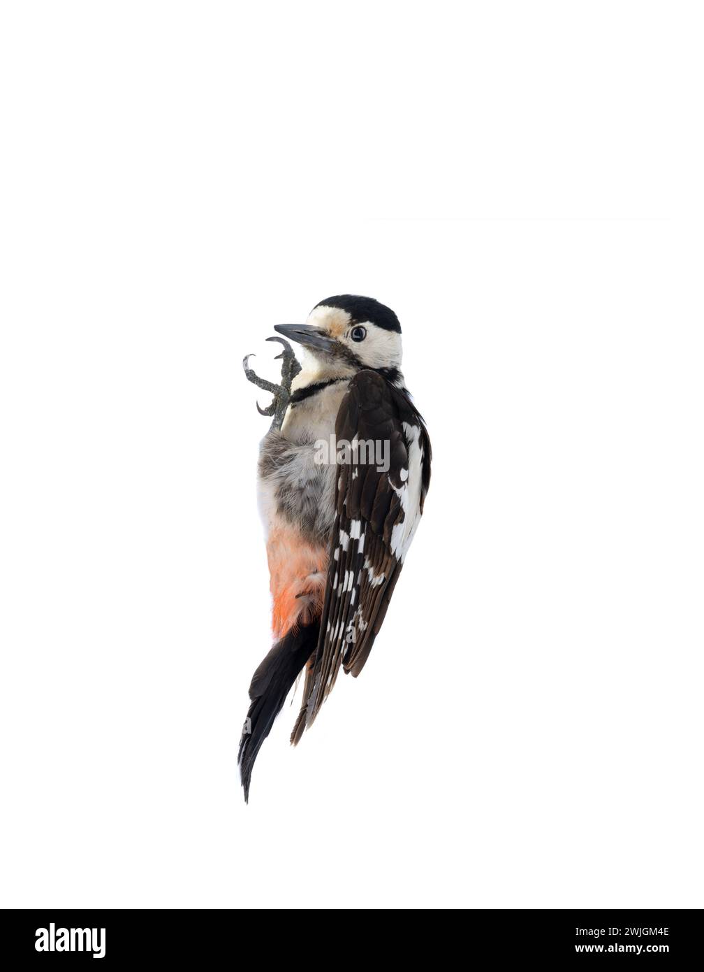 Great Spotted Woodpecker (Dendrocopos major) isolated on a white