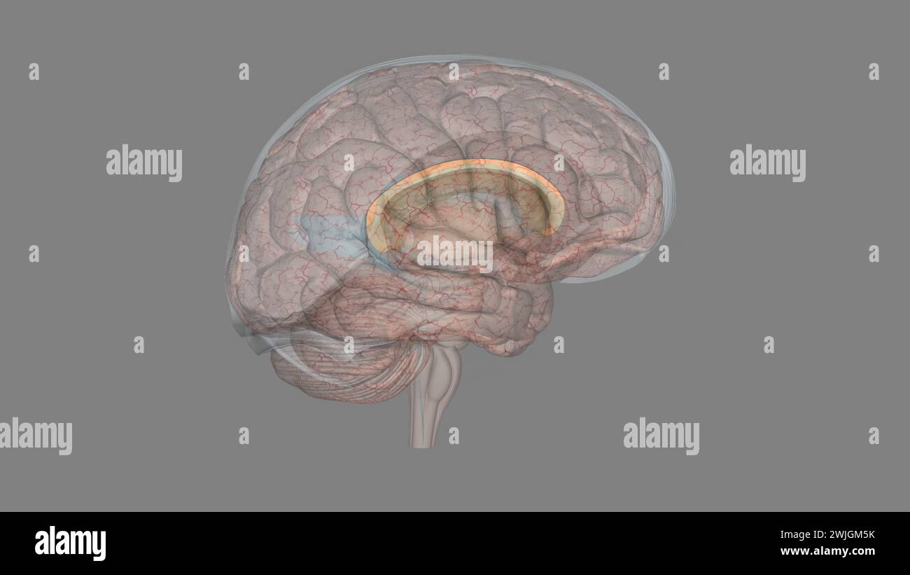 The corpus callosum is a large bundle of more than 200 million myelinated nerve fibers that connect the two brain hemispheres, permitting communicatio Stock Photo