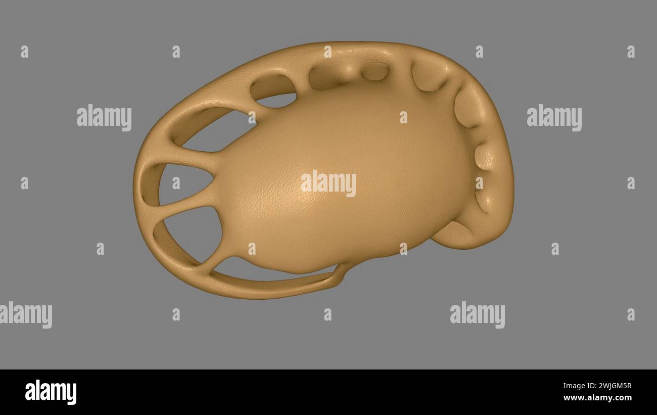 The forebrain structures include the caudate nucleus, the putamen, the