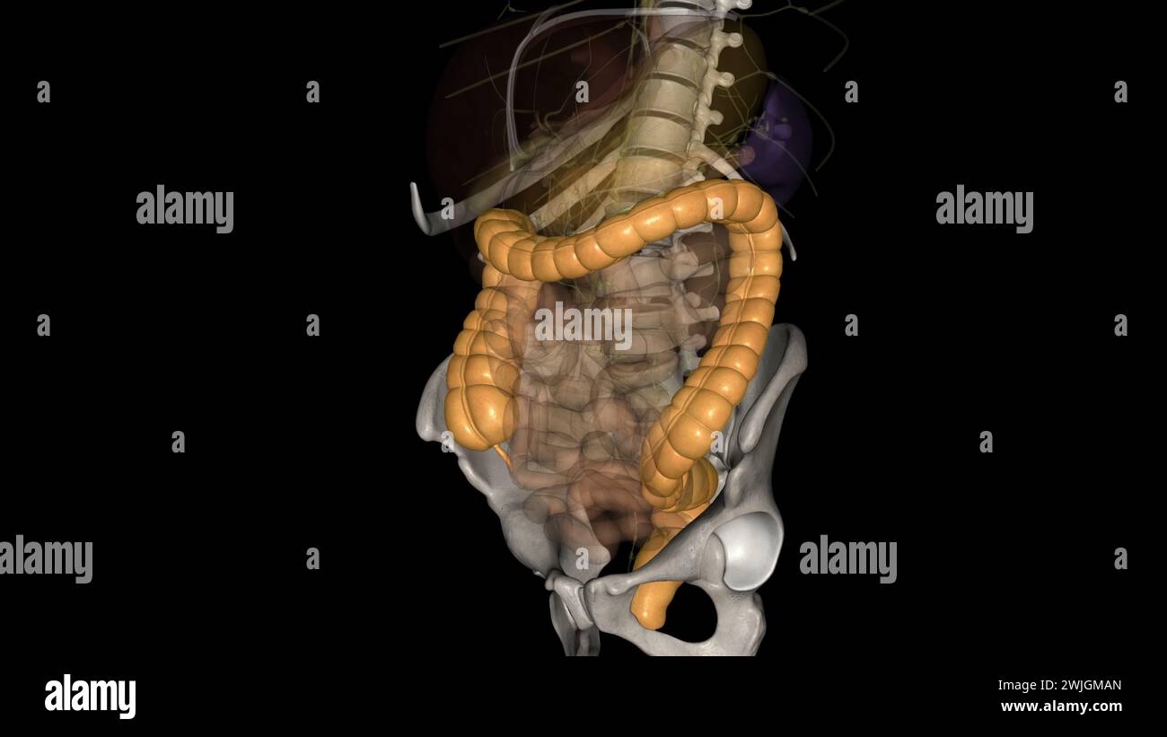 The large intestine is responsible for processing indigestible food