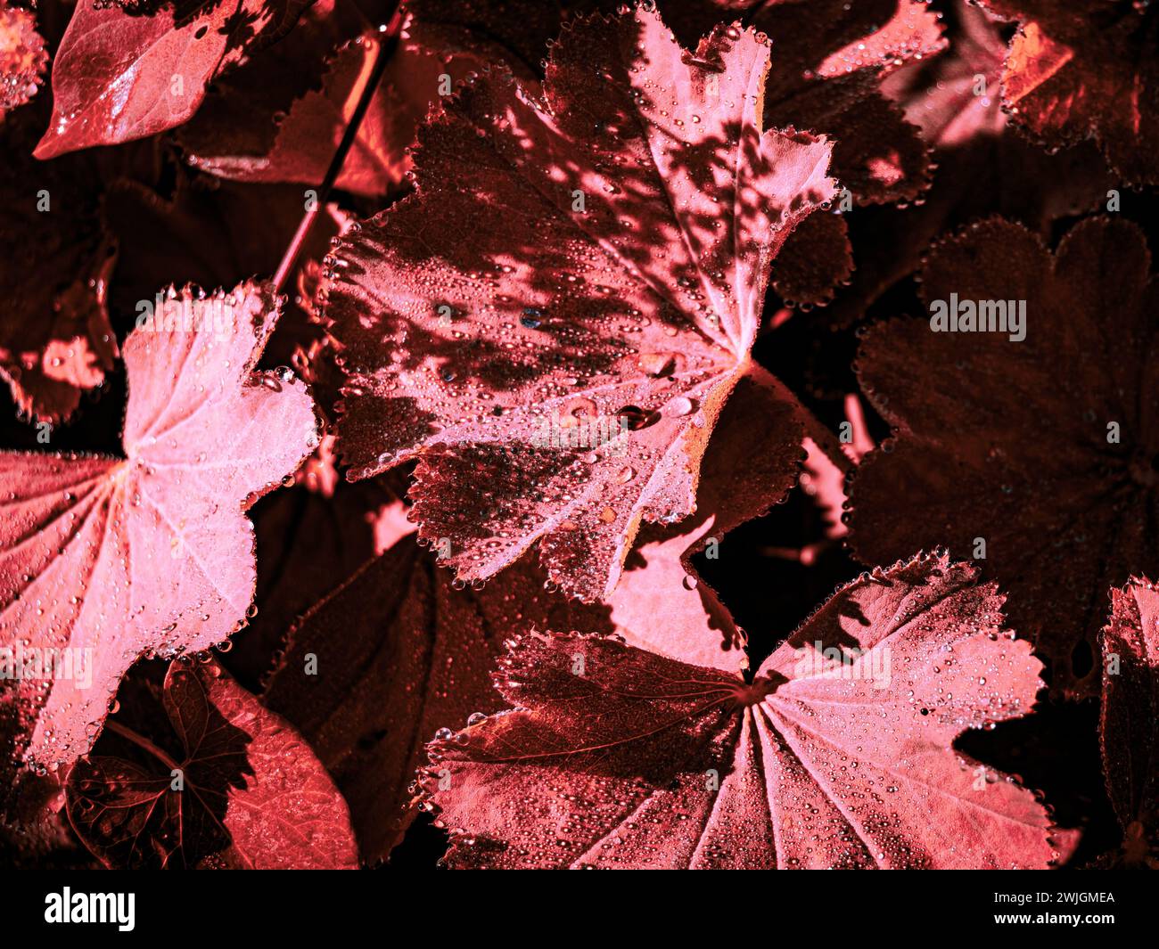 Red leaves backdrop hi-res stock photography and images - Alamy