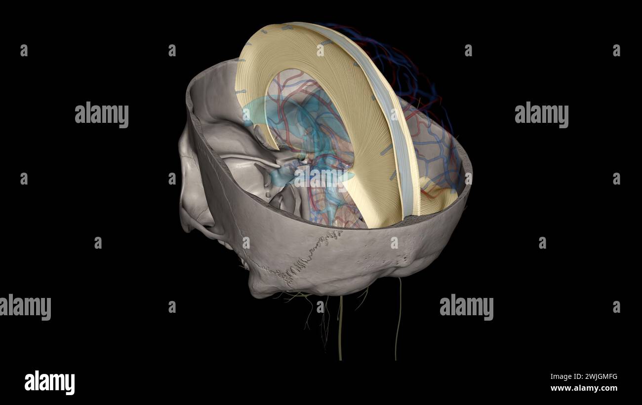Falx cerebri, Falx cerebelli, Tentorium cerebelli 3d . Stock Photo